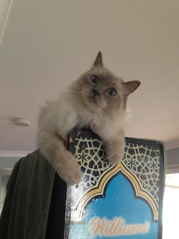 Lumi